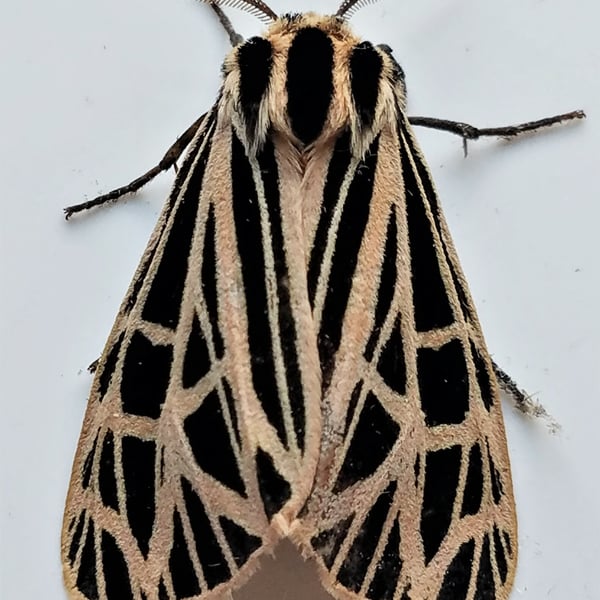 Apantesis virgo