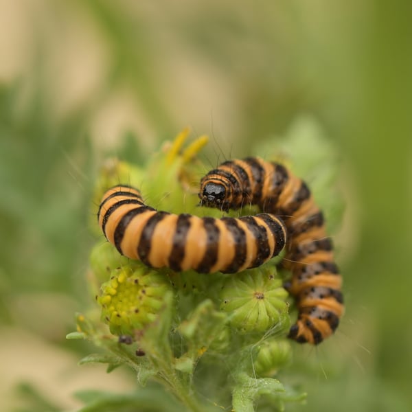 Tyria jacobaeae