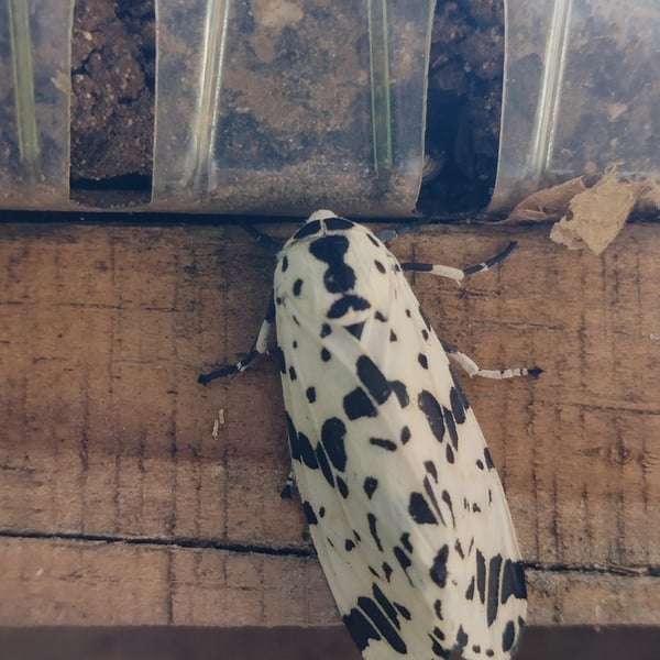 Hypercompe permaculata