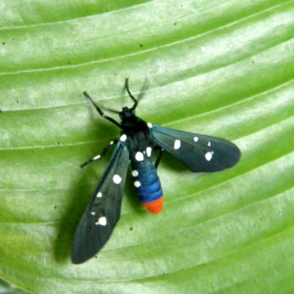 Syntomeida epilais
