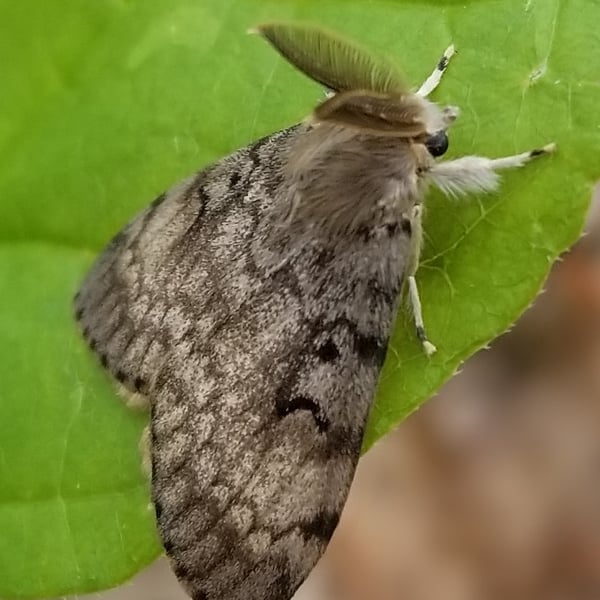 Lymantria dispar