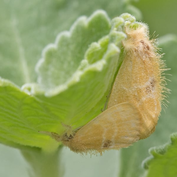 Artaxa