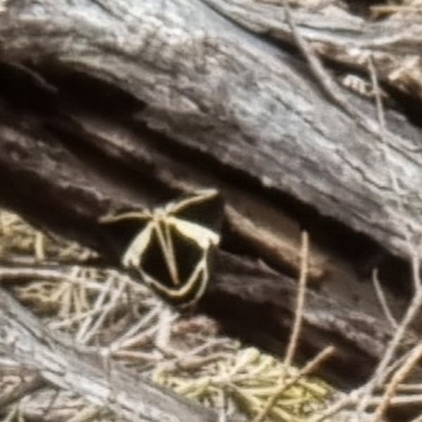 Fodina