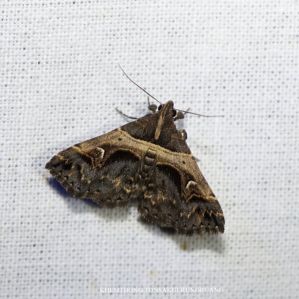 Bertula