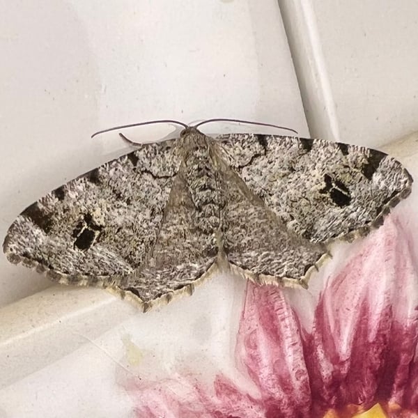 Geometridae