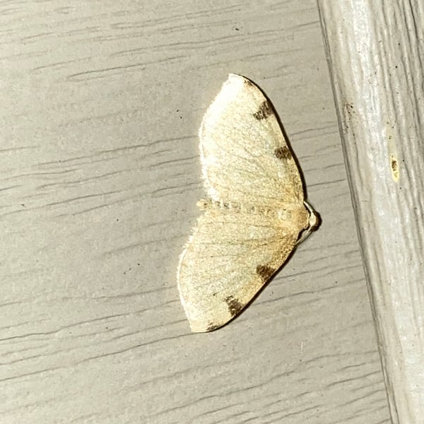 Heterophleps triguttaria