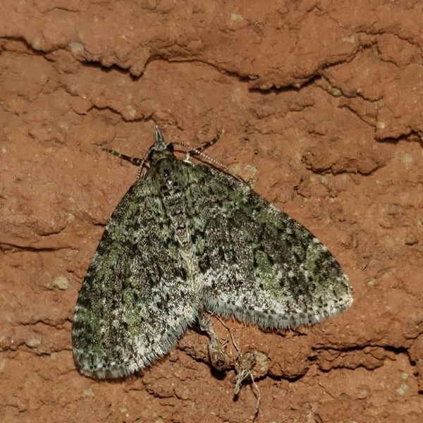 Acasis viridata