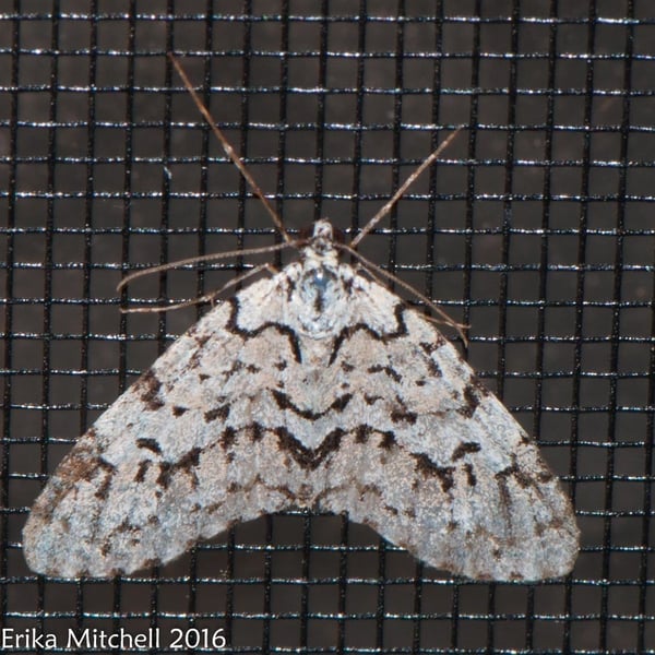 Cladara atroliturata