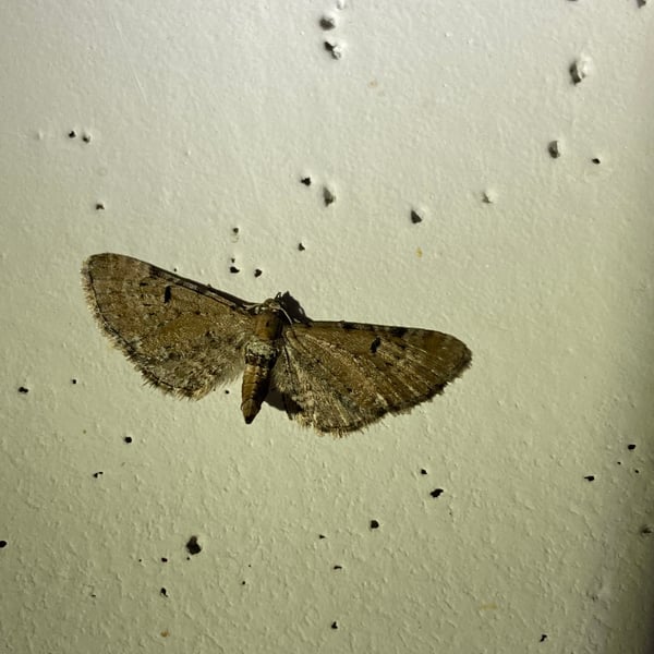 Eupithecia