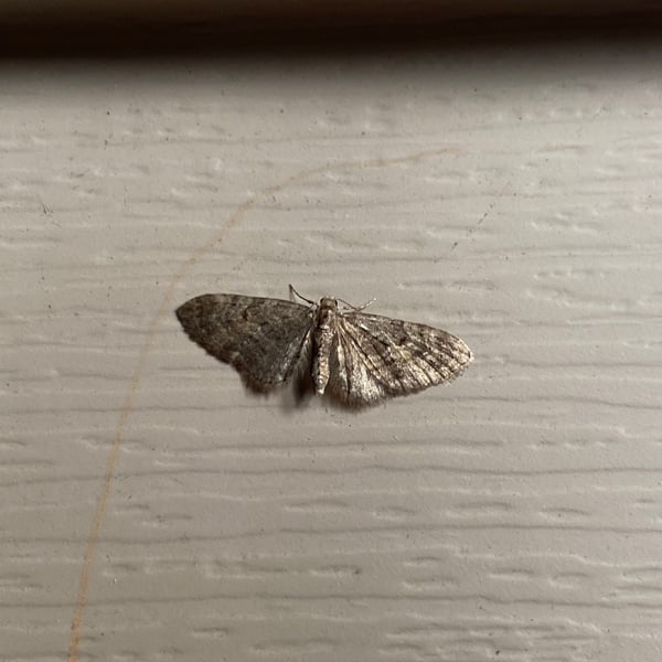 Eupithecia absinthiata