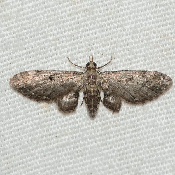 Eupithecia miserulata