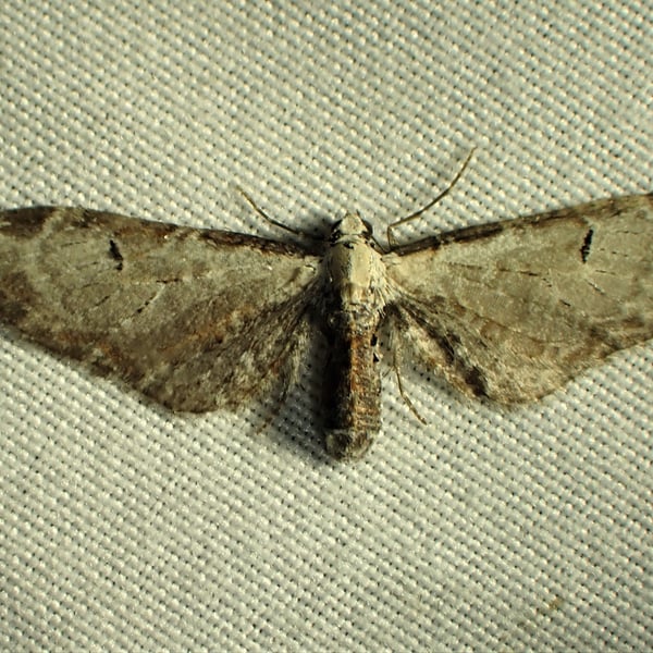 Eupithecia ravocostaliata