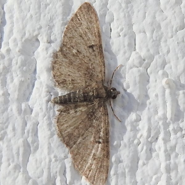 Eupithecia abbreviata