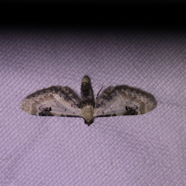 Eupithecia centaureata