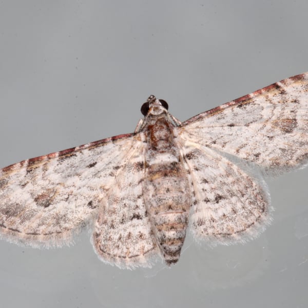 Sigilliclystis insigillata