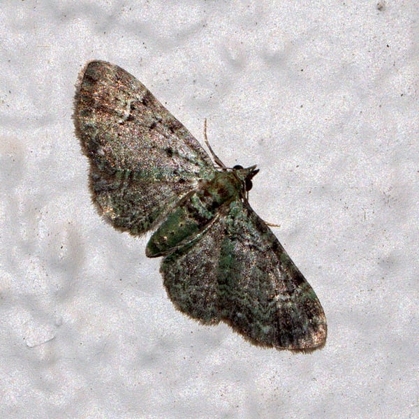 Pasiphila rectangulata