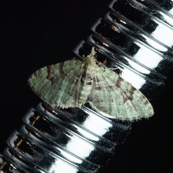Chloroclystis v-ata