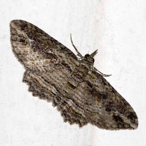 Chloroclystis filata