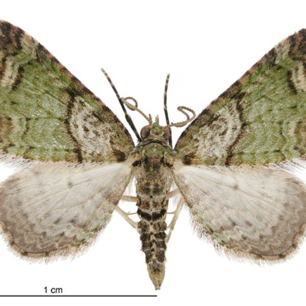 Chloroclystis inductata