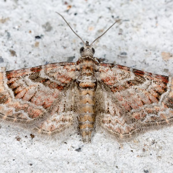 Gymnoscelis rufifasciata