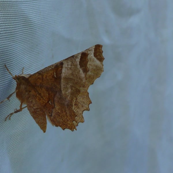 Selenia tetralunaria