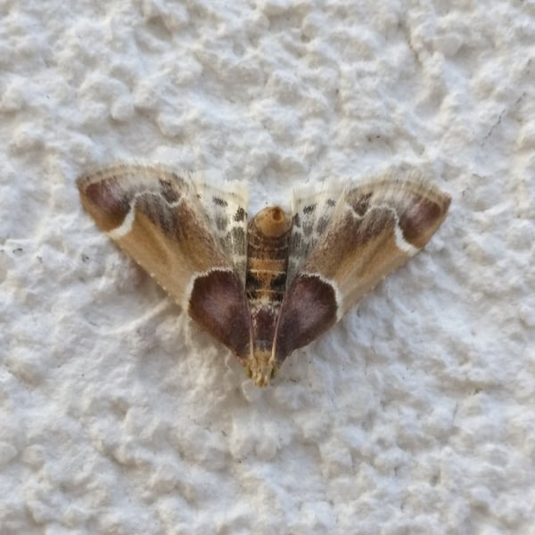 Pyralis