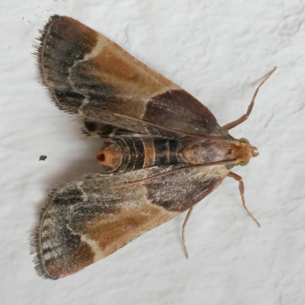 Pyralis farinalis