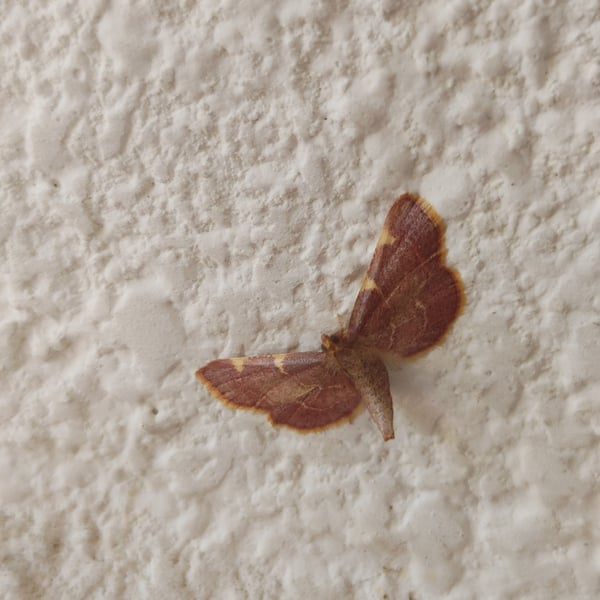 Hypsopygia