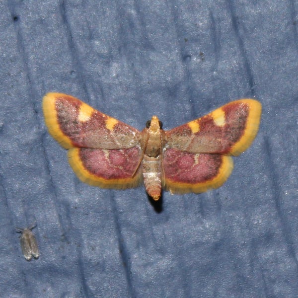 Hypsopygia costalis