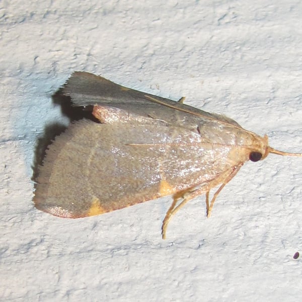 Hypsopygia binodulalis