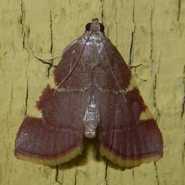 Hypsopygia olinalis