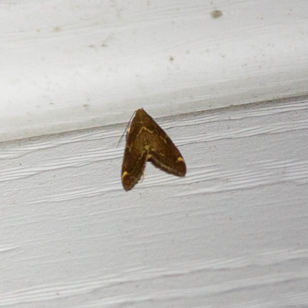 Hypsopygia intermedialis