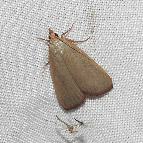 Hypsopygia albidalis