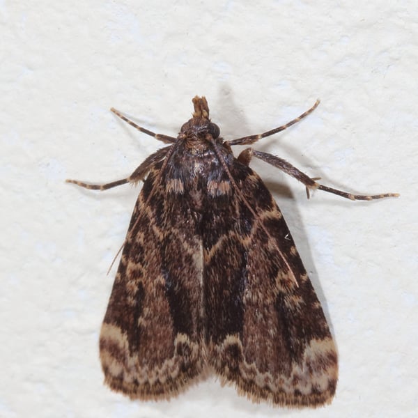 Aglossa caprealis