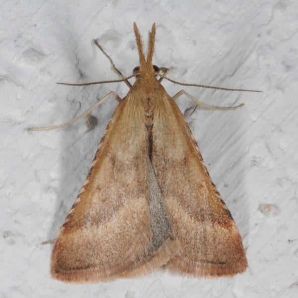 Synaphe punctalis