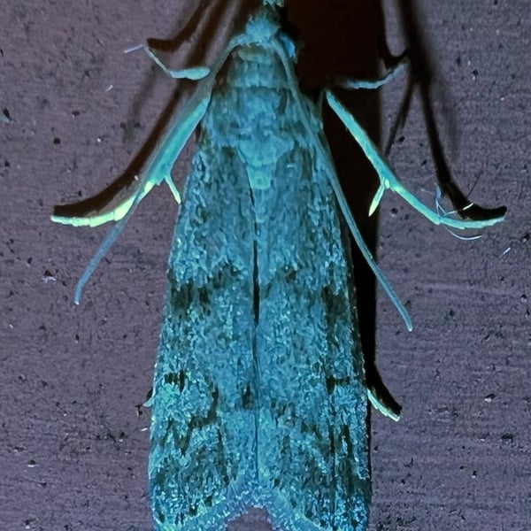 Vitula edmandsii