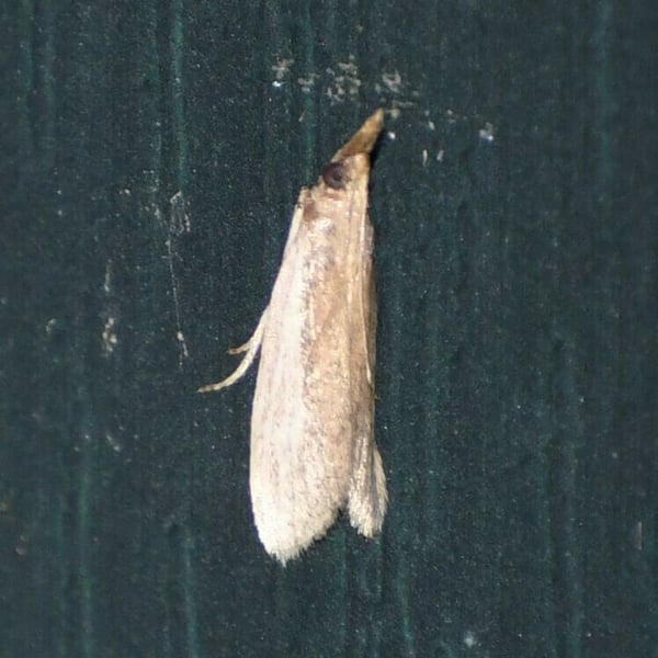 Tampa dimediatella