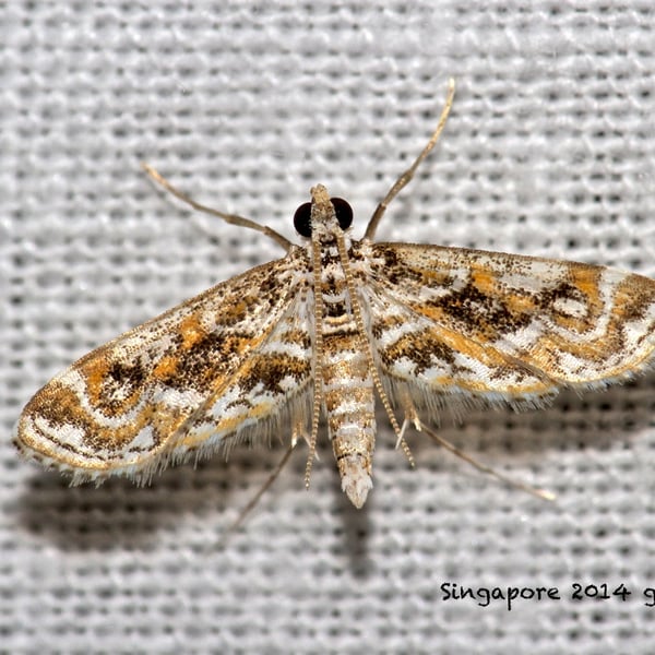 Parapoynx diminutalis