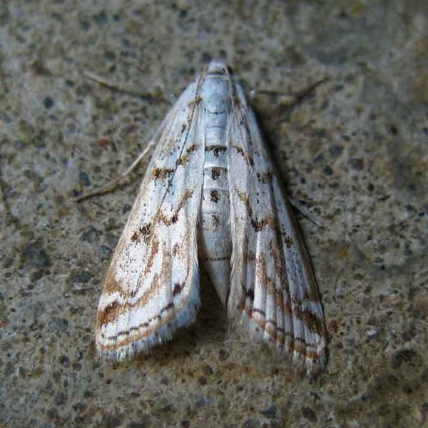 Parapoynx allionealis