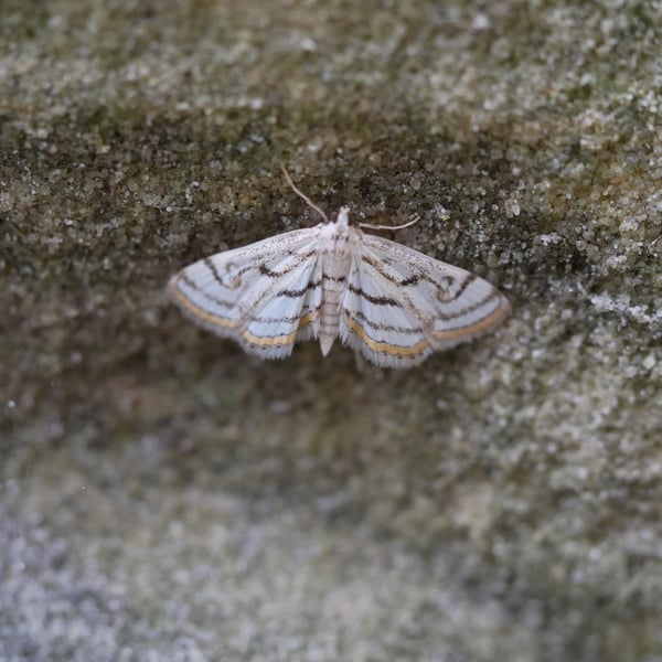 Parapoynx badiusalis