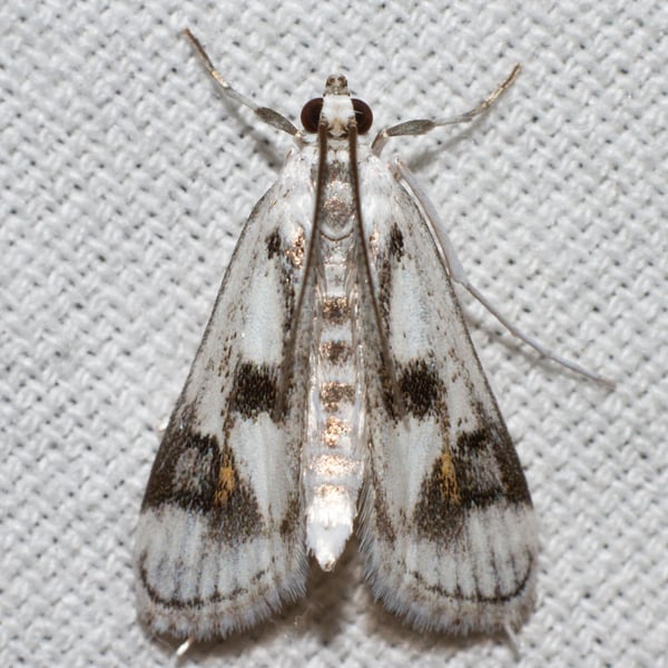 Parapoynx maculalis