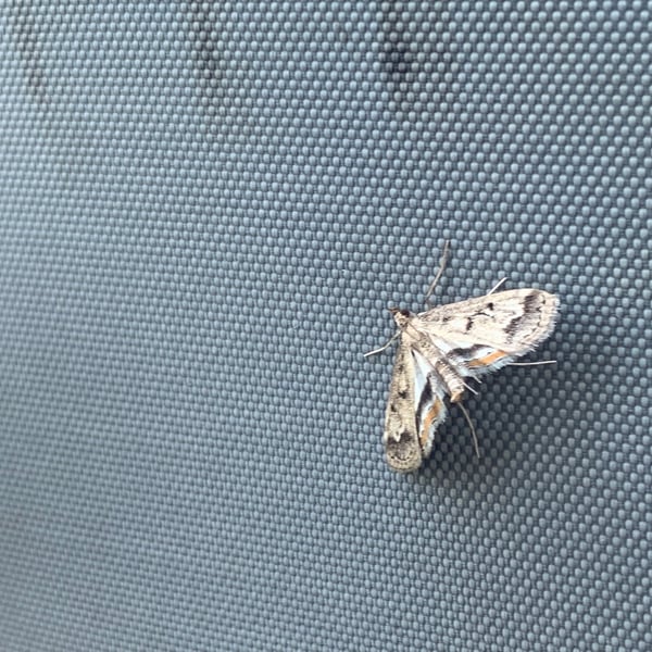 Parapoynx obscuralis