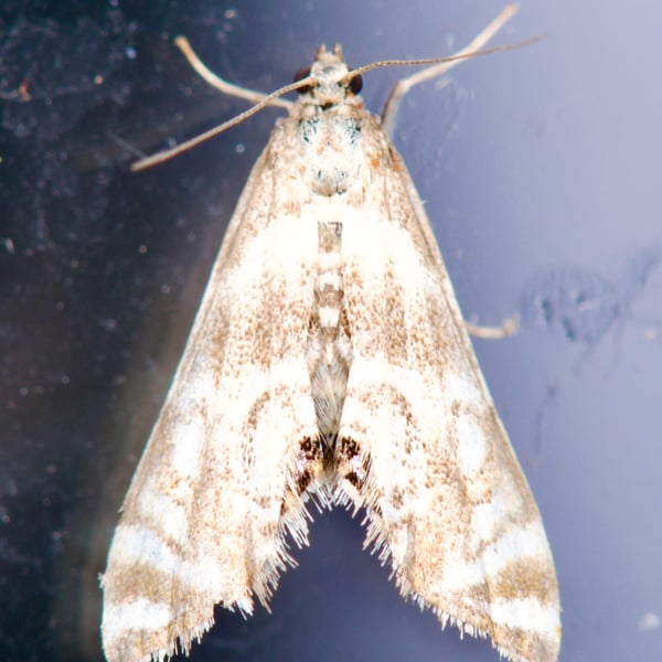 Petrophila canadensis