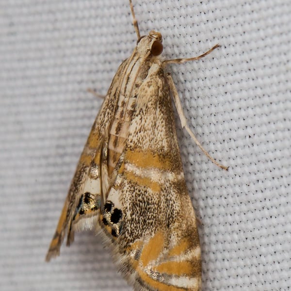 Petrophila bifascialis