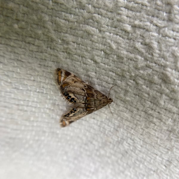 Petrophila confusalis