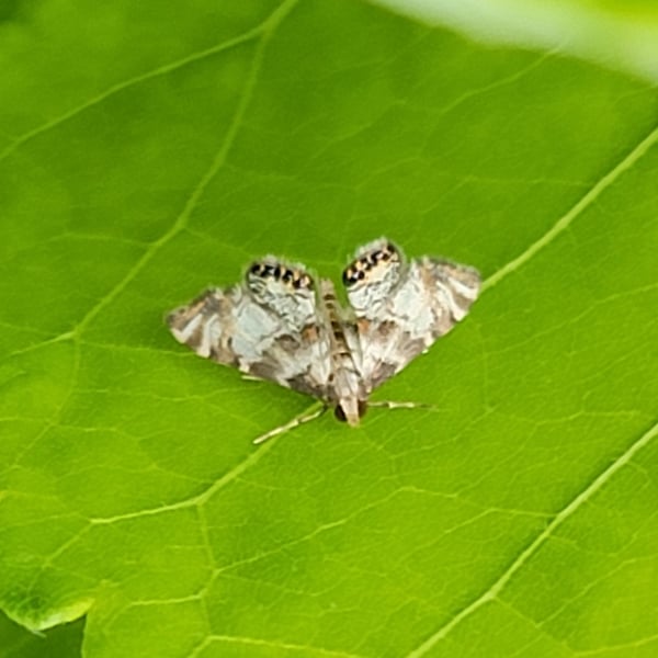 Petrophila fulicalis