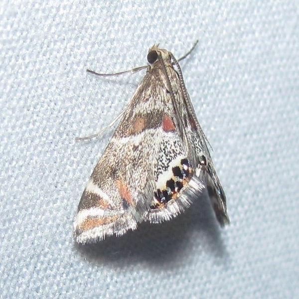 Petrophila jaliscalis