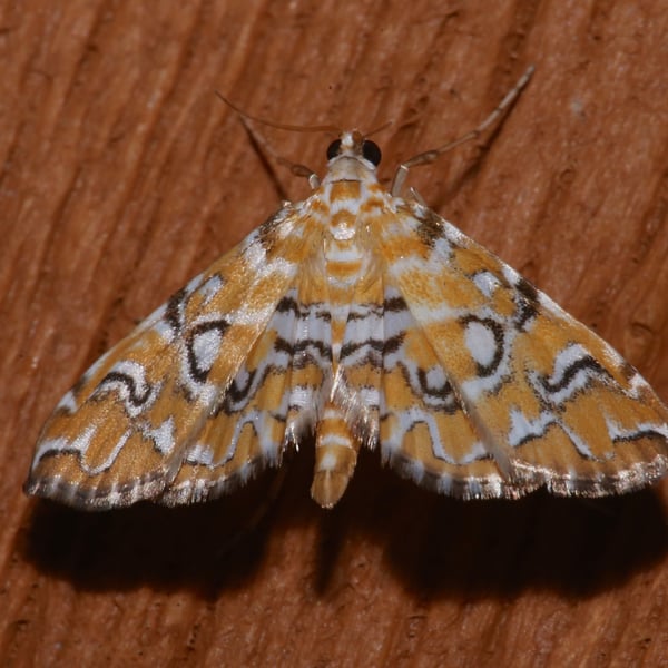 Elophila icciusalis
