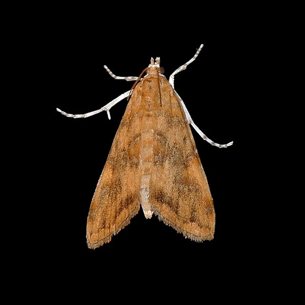 Elophila gyralis