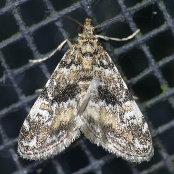 Elophila obliteralis